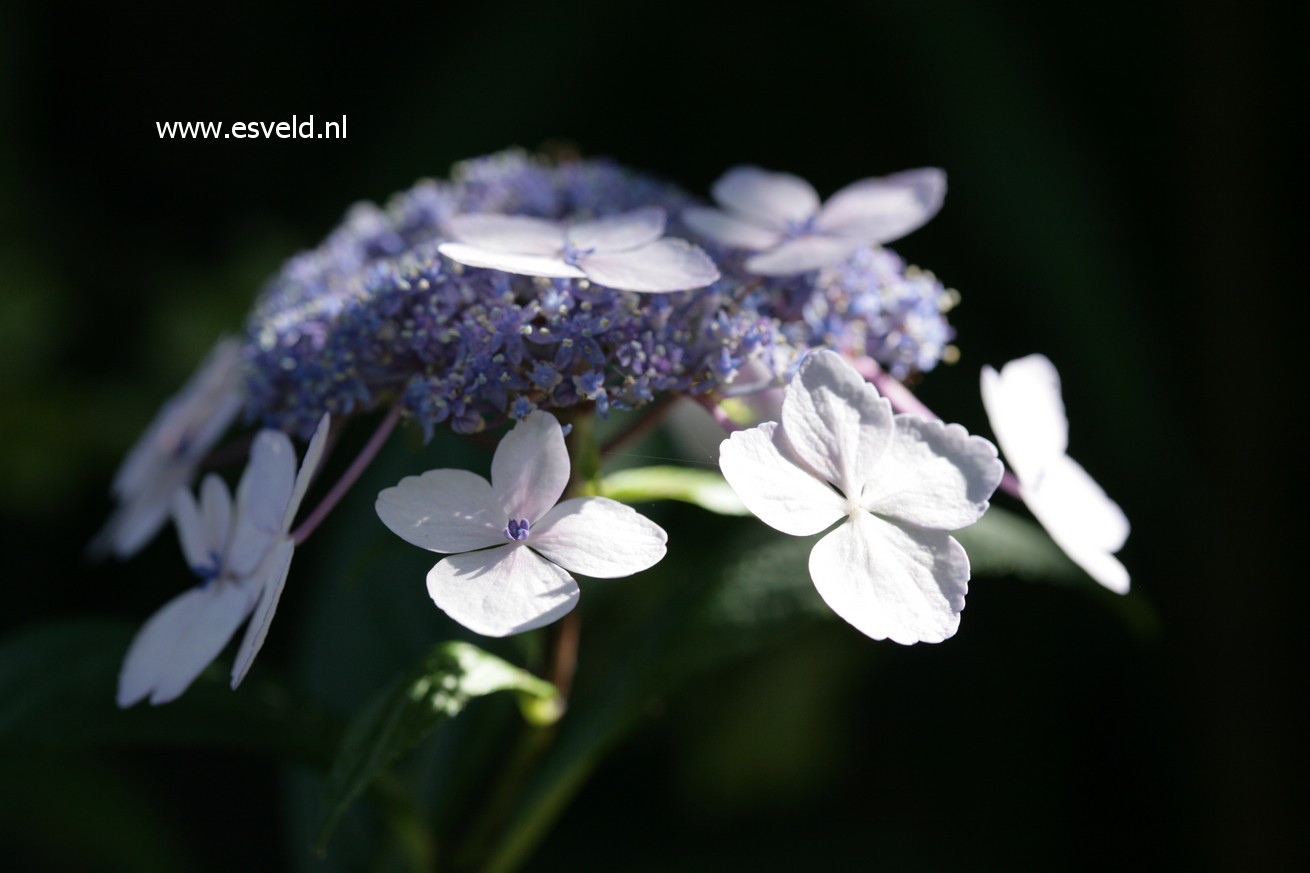 Hydrangea macrophylla 'Nadeshiko'