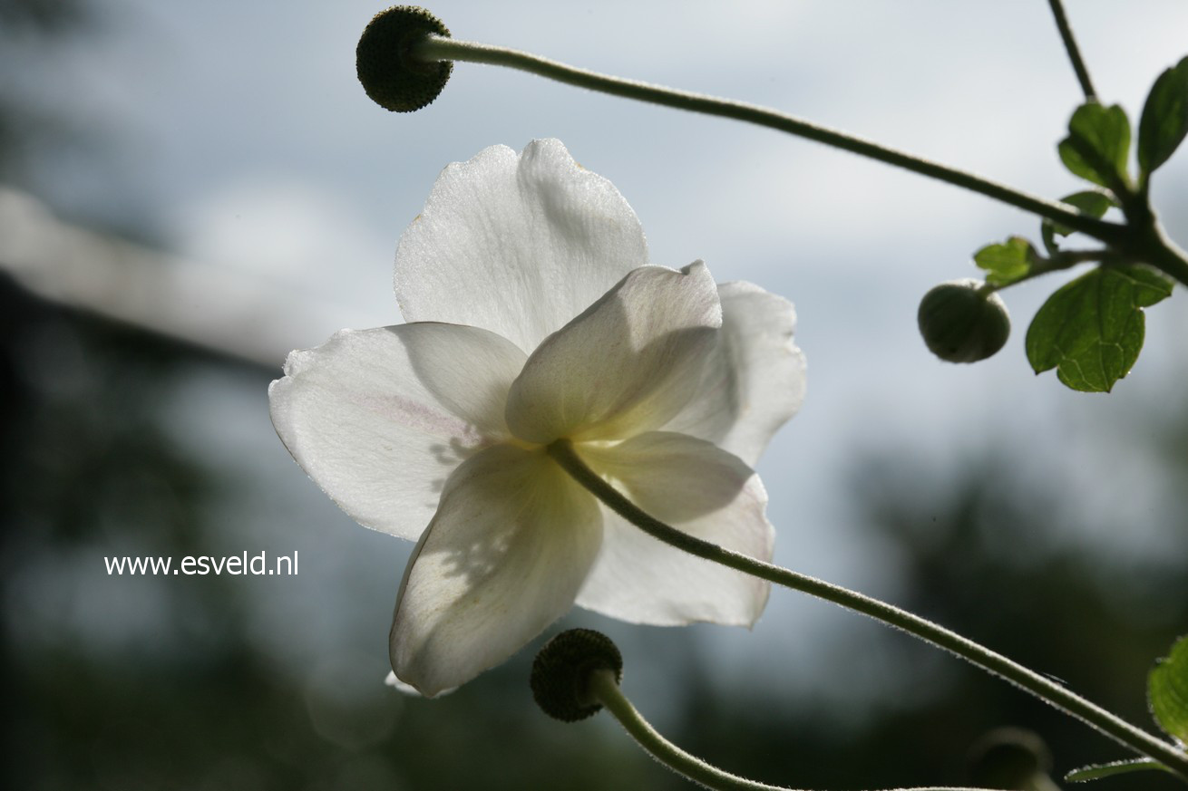 Anemone hybrida 'Honorine Jobert'