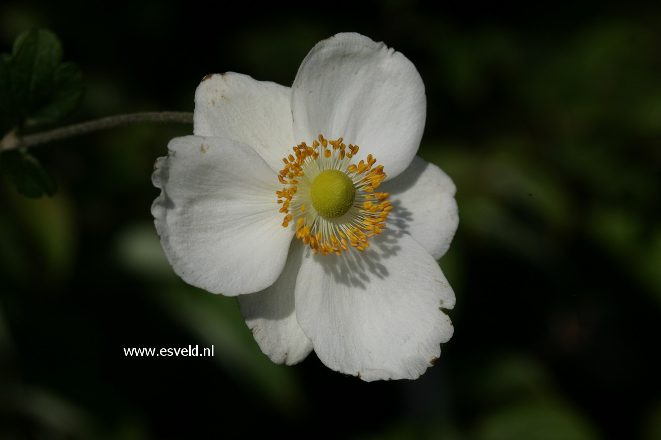 Anemone hybrida 'Honorine Jobert'