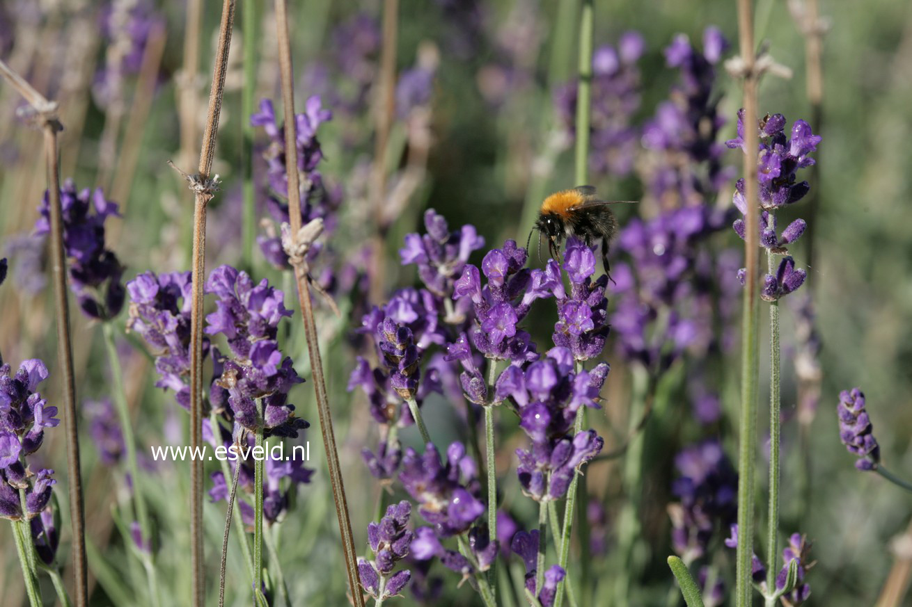 Lavandula angustifolia