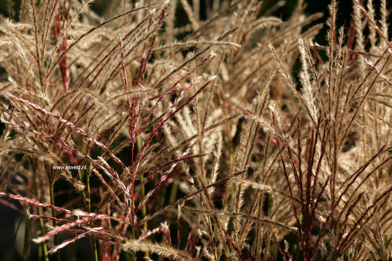 Miscanthus sinensis 'Ferner Osten'