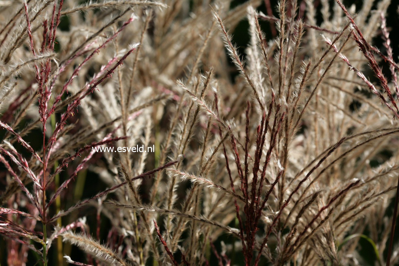 Miscanthus sinensis 'Ferner Osten'