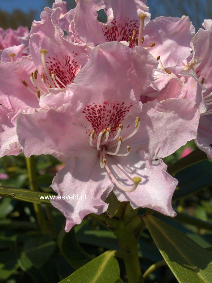 Rhododendron caucasicum 'Pictum'