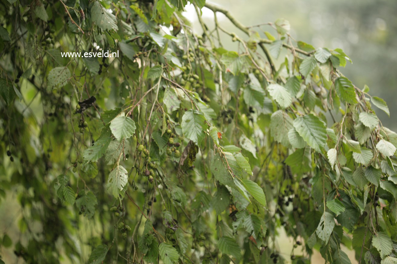 Plantentuin Esveld