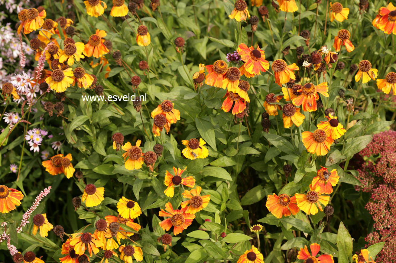 Helenium 'Sahin's Early Flowerer'