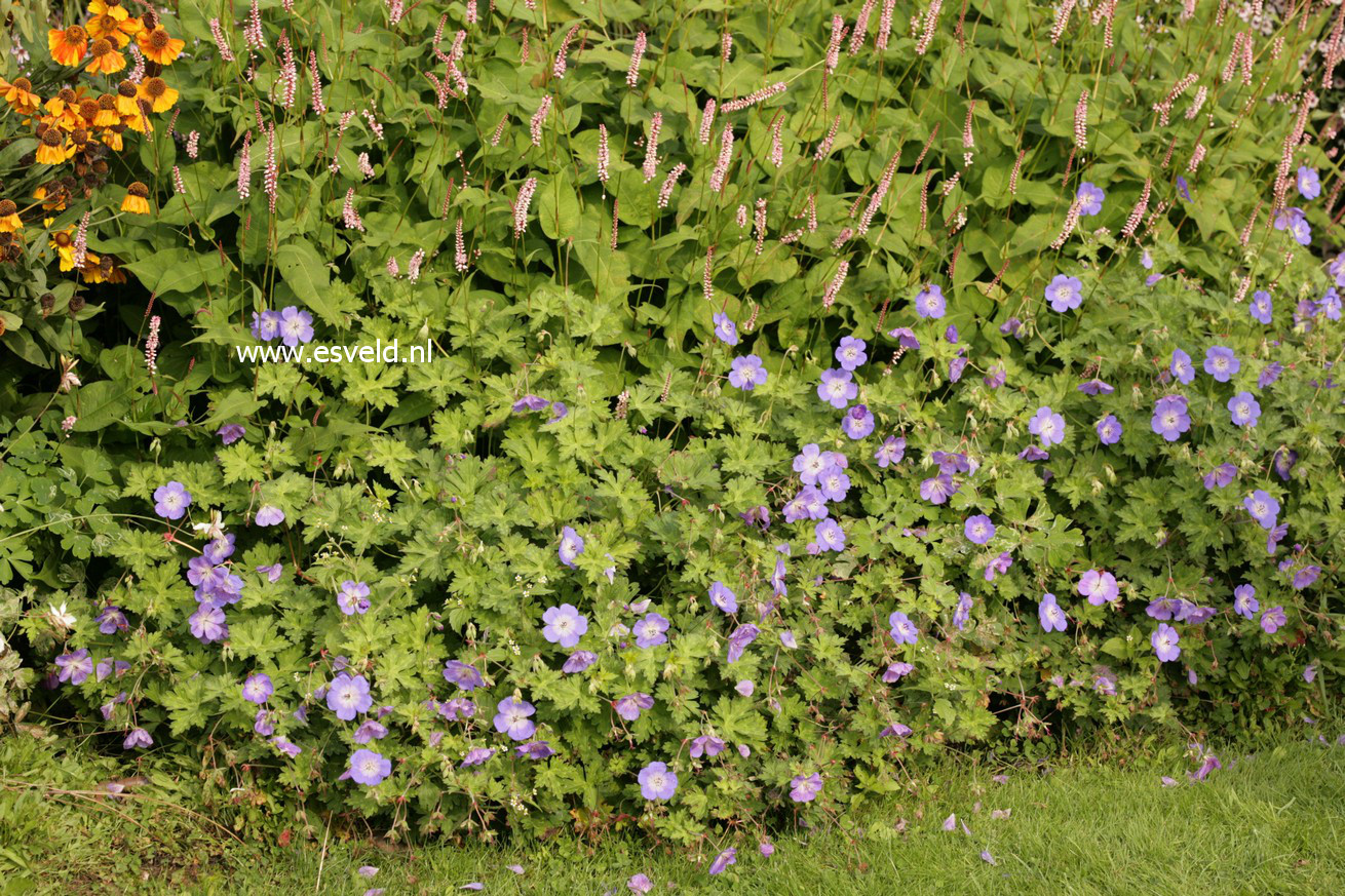 Geranium 'Rozanne'