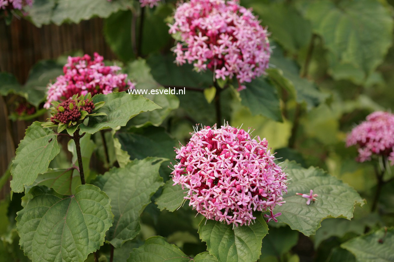 Clerodendrum bungei