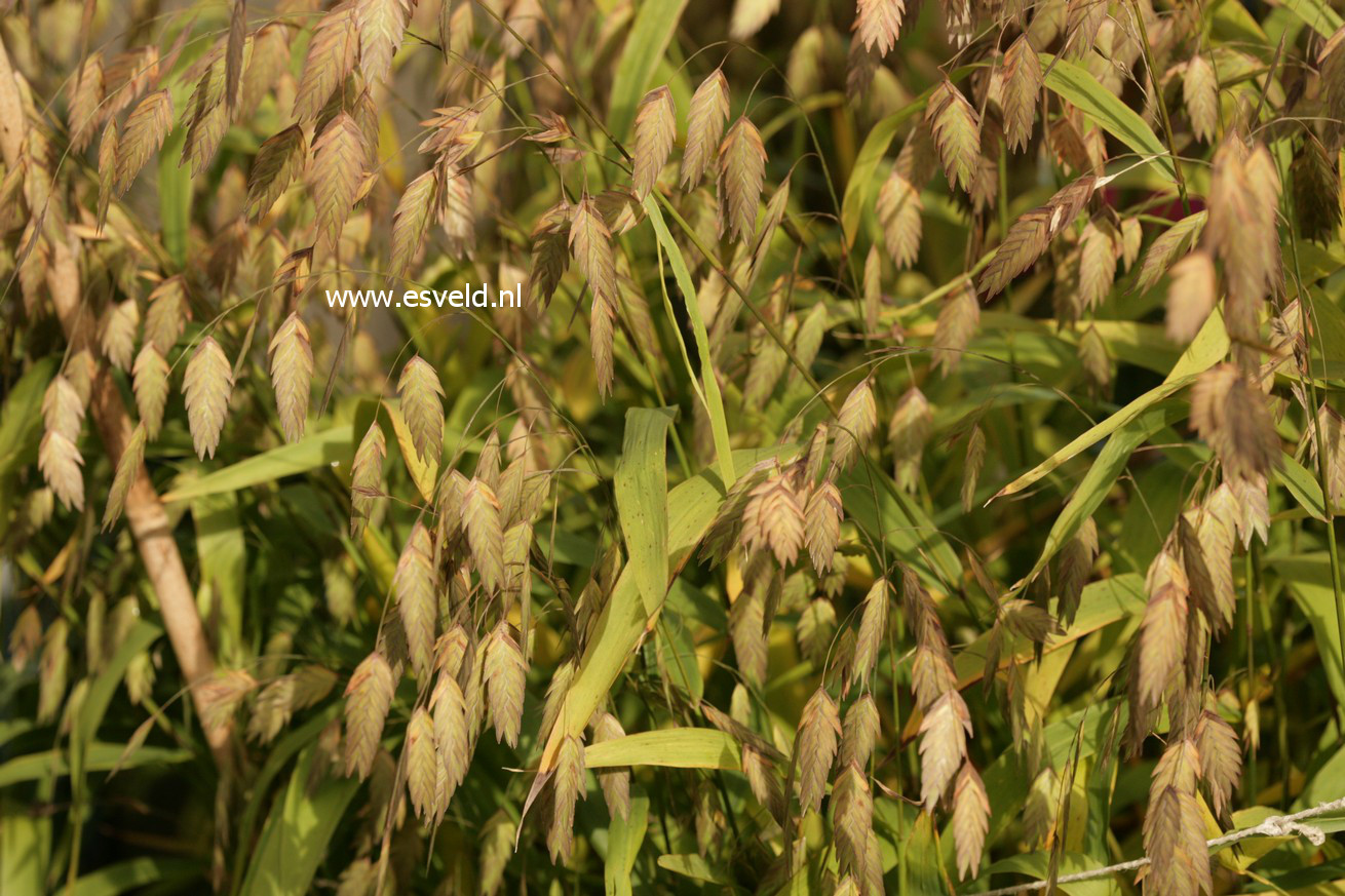 Chasmanthium latifolium