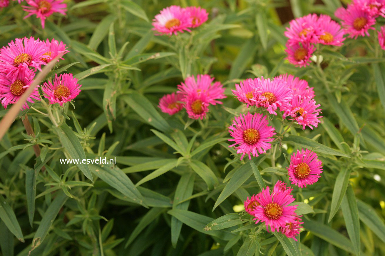 Aster novae-angliae 'Andenken an Alma Poetschke'