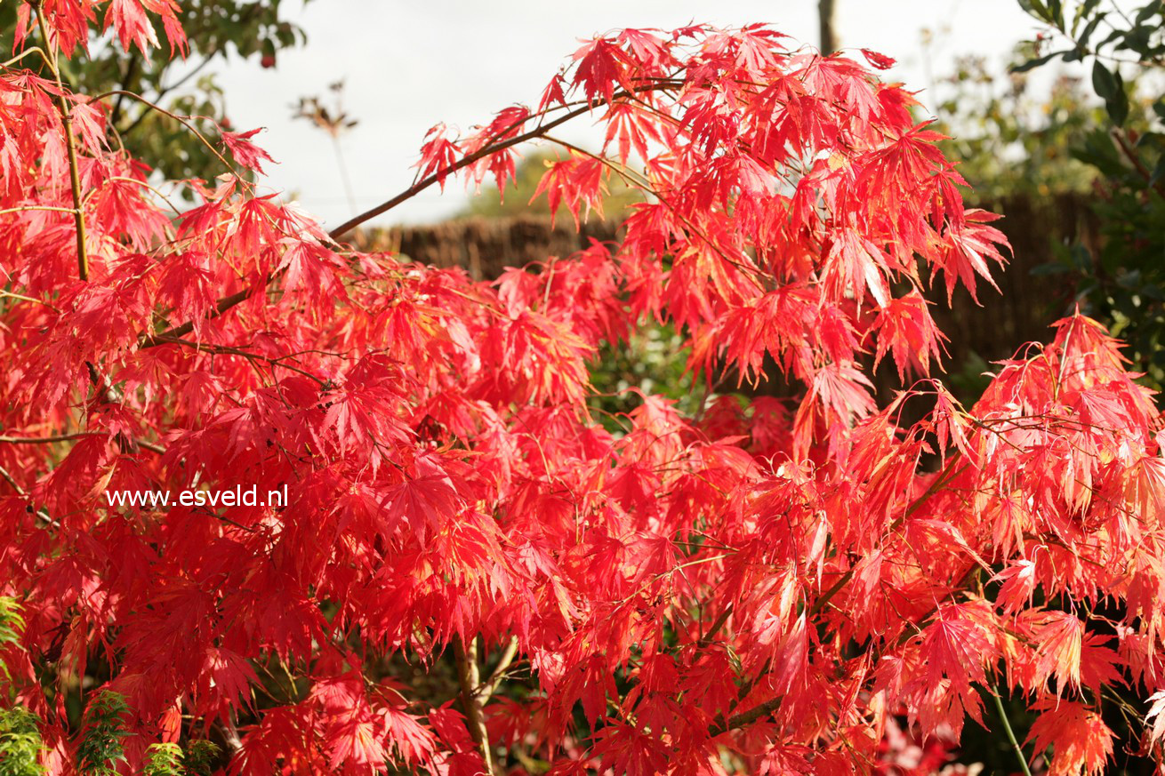 Acer palmatum 'Omura yama'