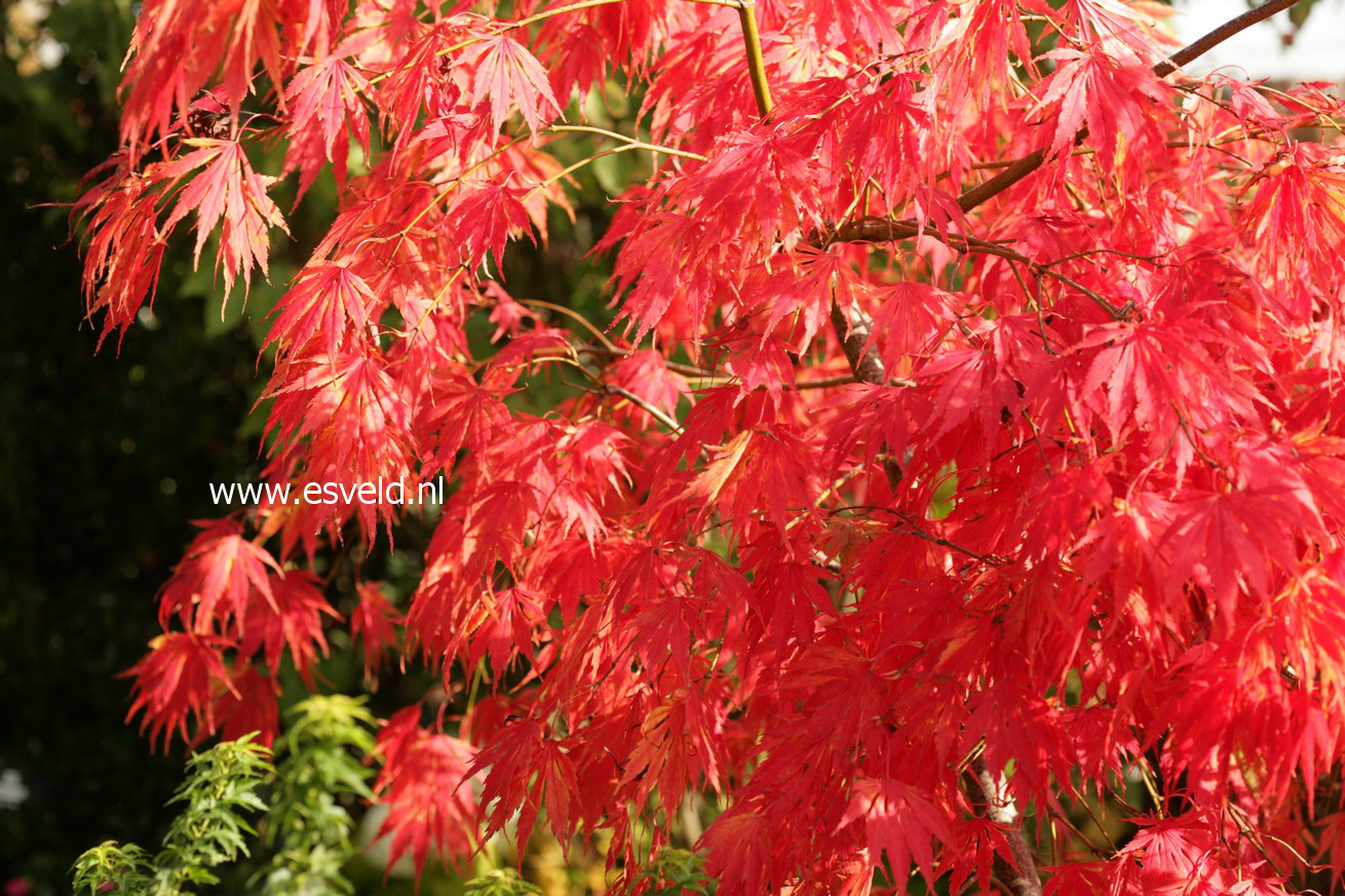 Acer palmatum 'Omura yama'