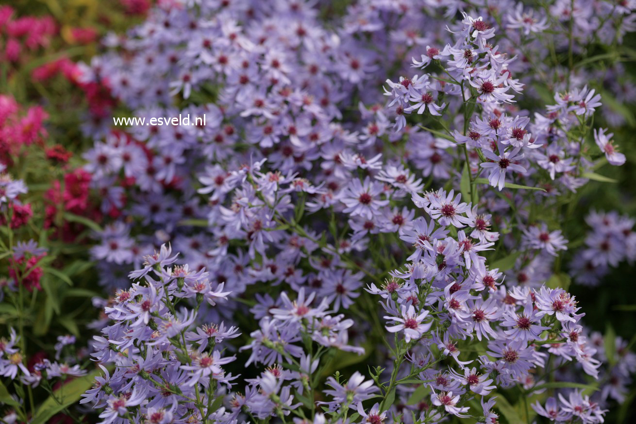 Aster 'Little Carlow'