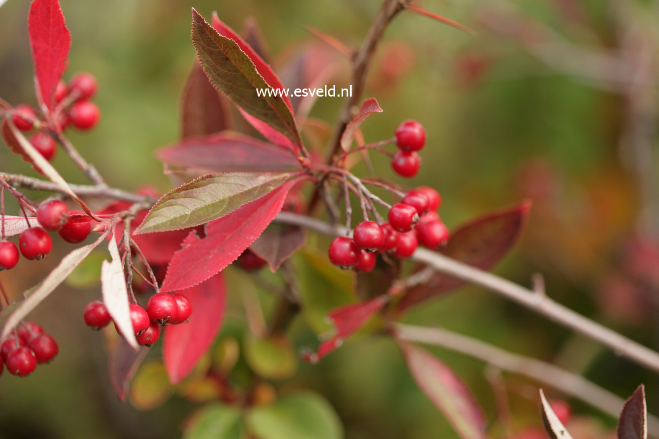 Aronia arbutifolia