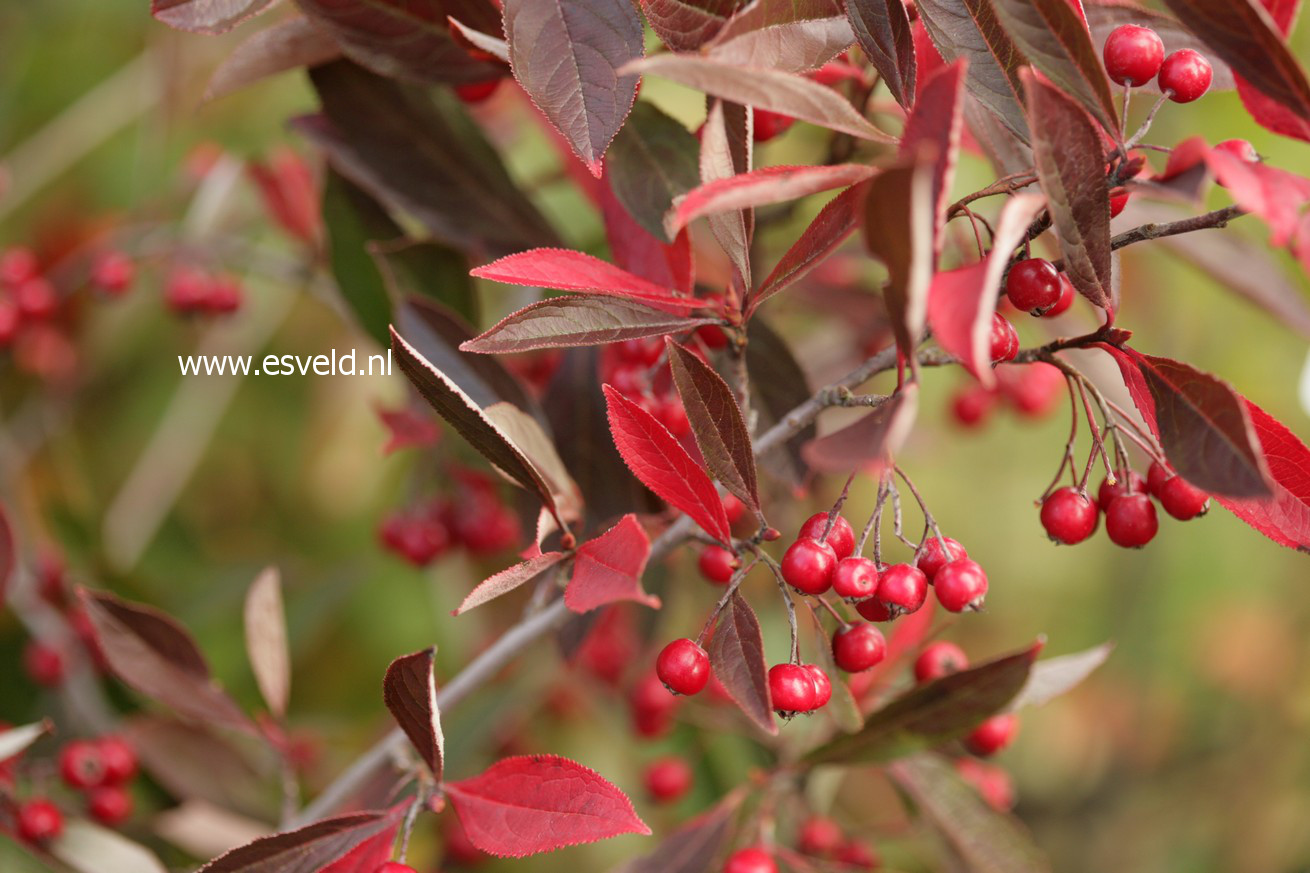 Aronia arbutifolia