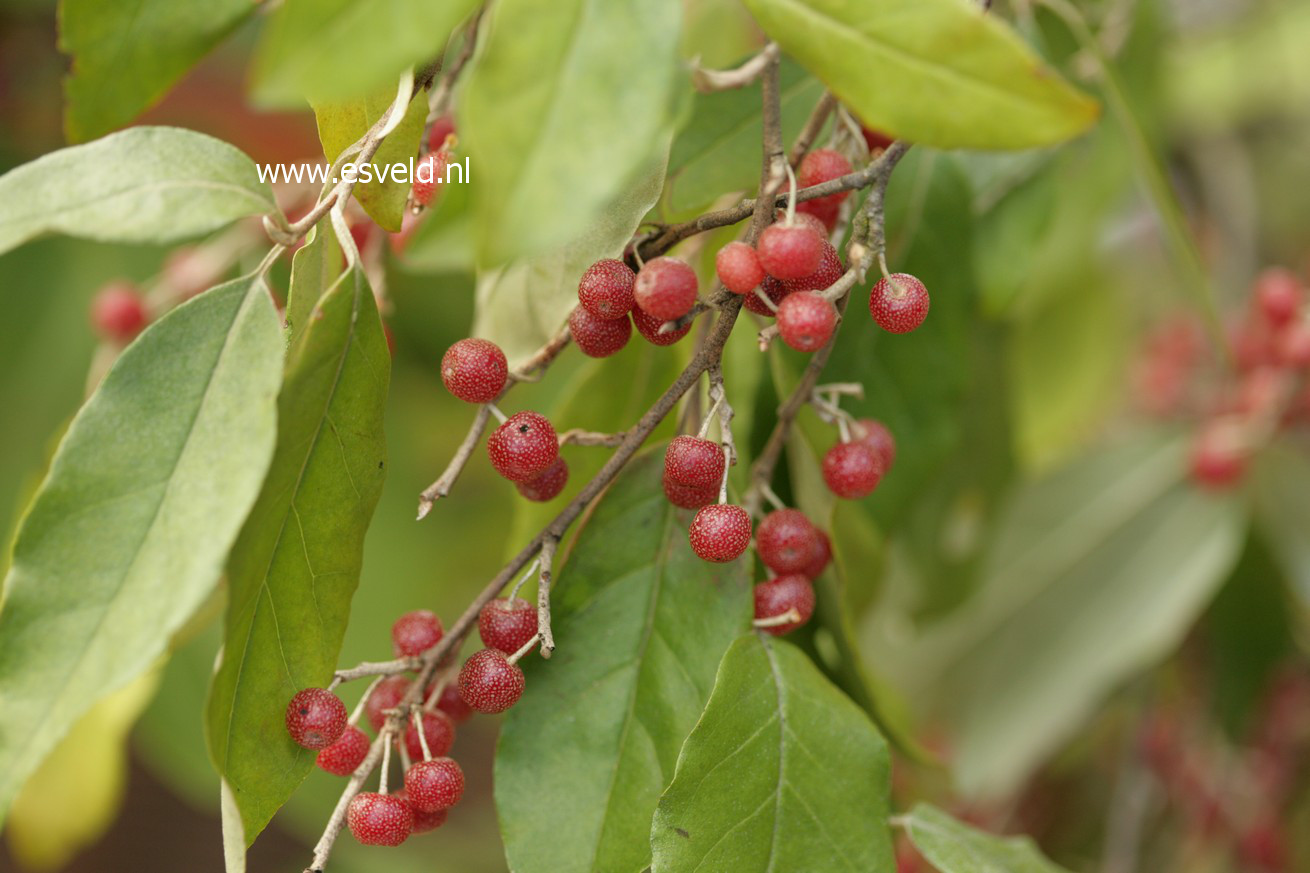 Elaeagnus umbellata