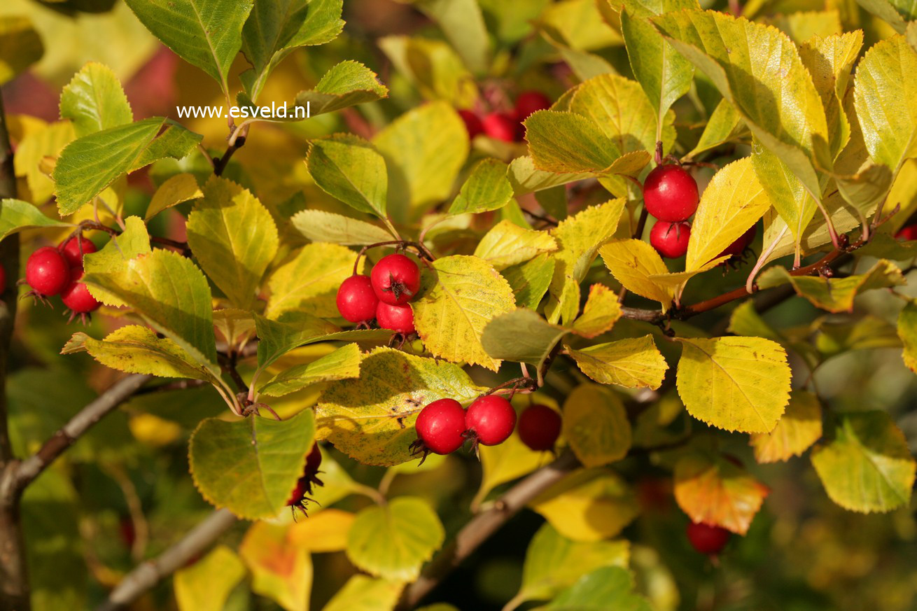 Crataegus persimilis 'Splendens'