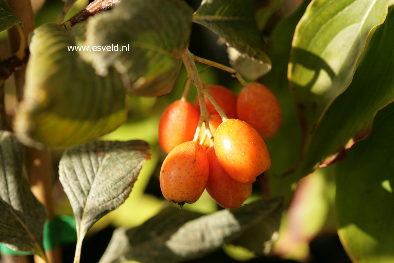 Sorbus wardii
