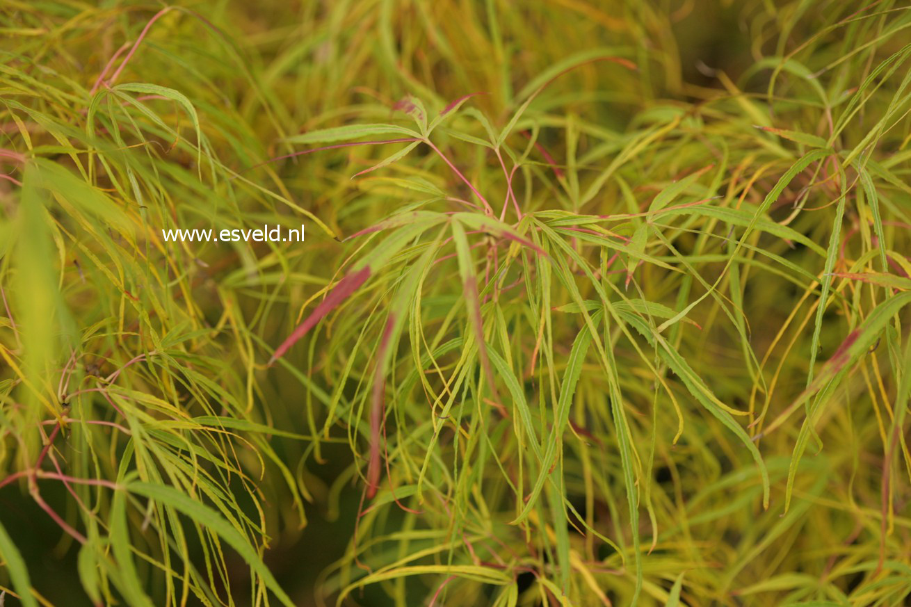 Acer palmatum 'Koto no ito'