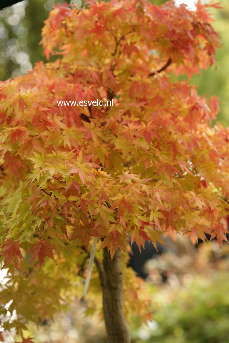 Acer palmatum 'Sango kaku'