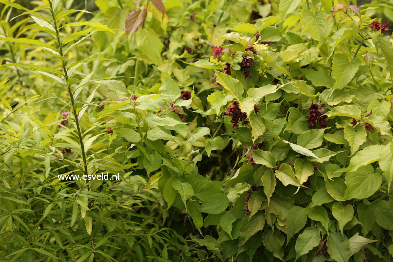 Leycesteria formosa 'Notbruce' (GOLDEN LANTERN)