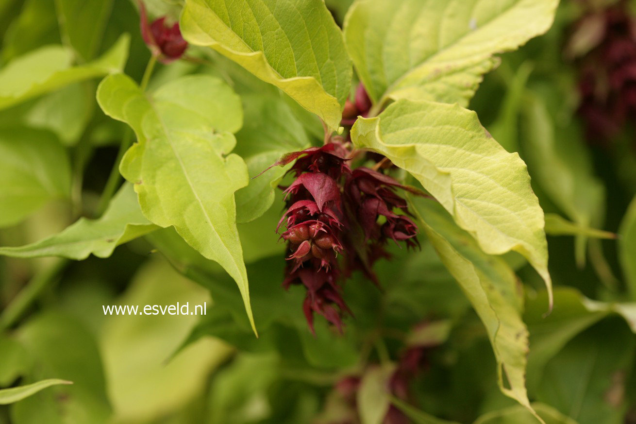 Leycesteria formosa 'Notbruce' (GOLDEN LANTERN)