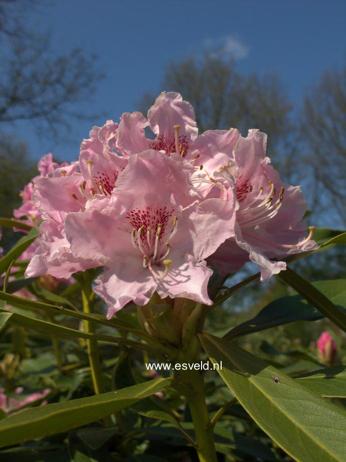 Rhododendron caucasicum 'Pictum'