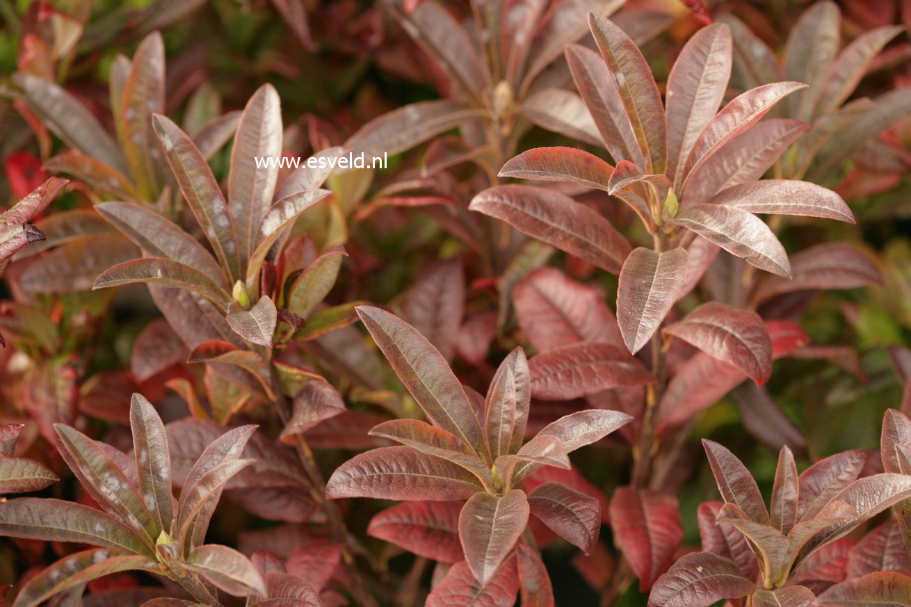 Azalea 'Silver Slipper'