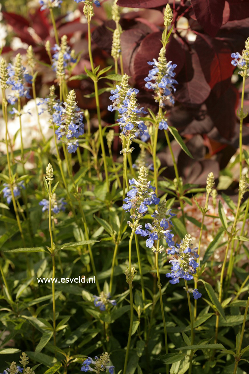 Salvia uliginosa