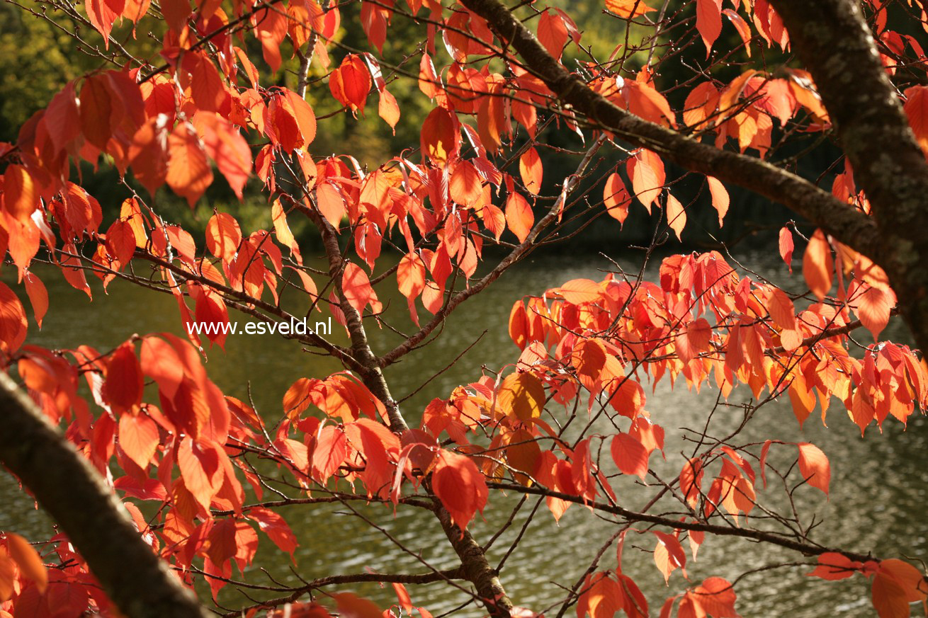 Prunus sargentii