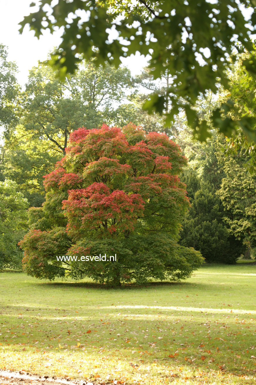 Acer triflorum