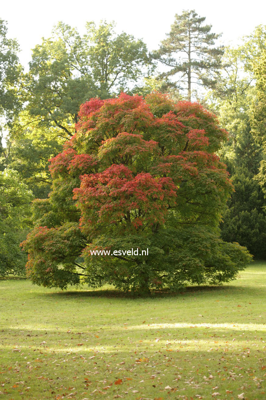 Acer triflorum