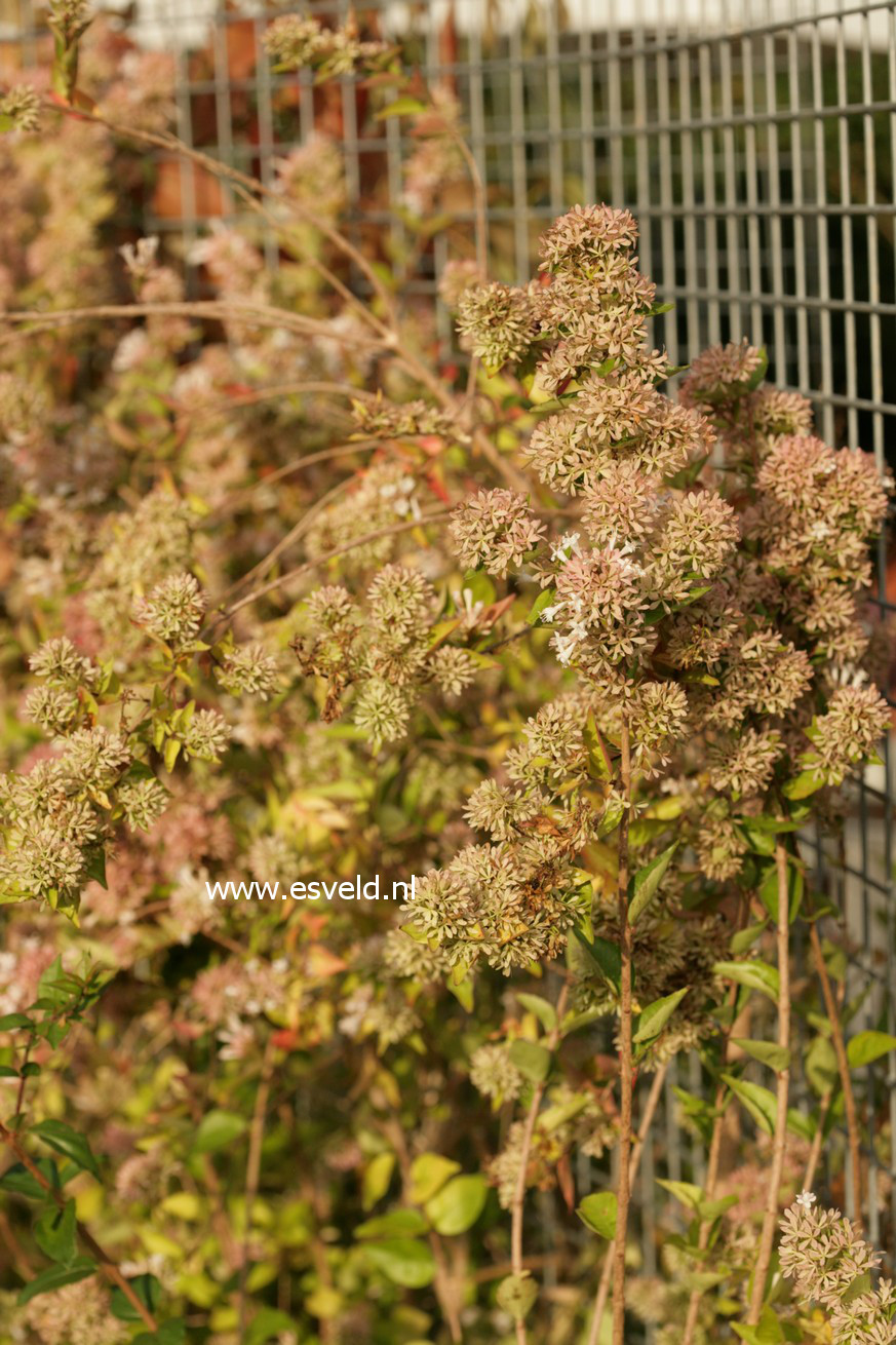 Abelia chinensis