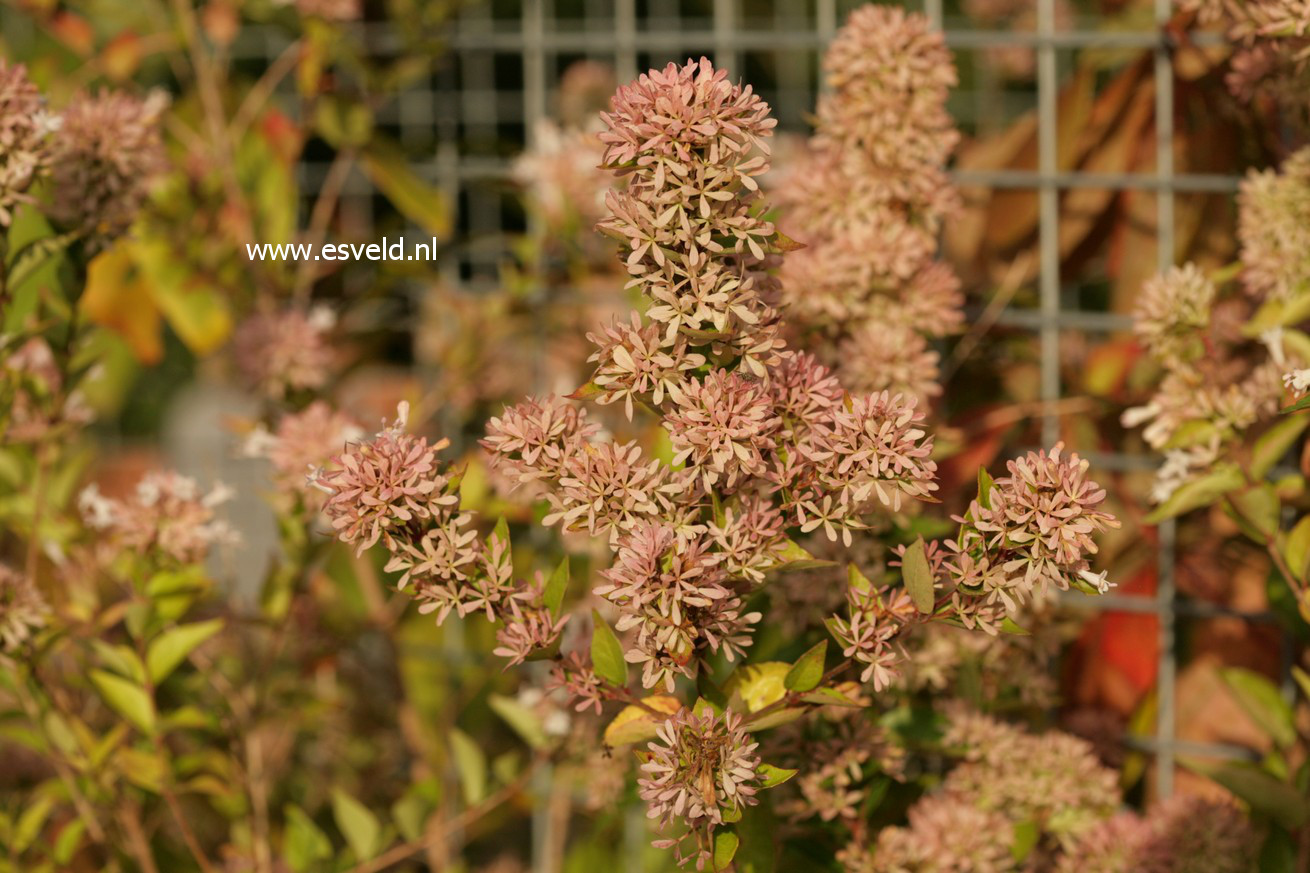 Abelia chinensis