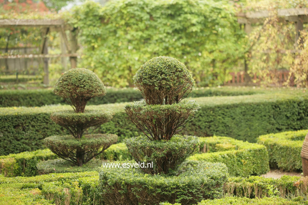 Taxus baccata