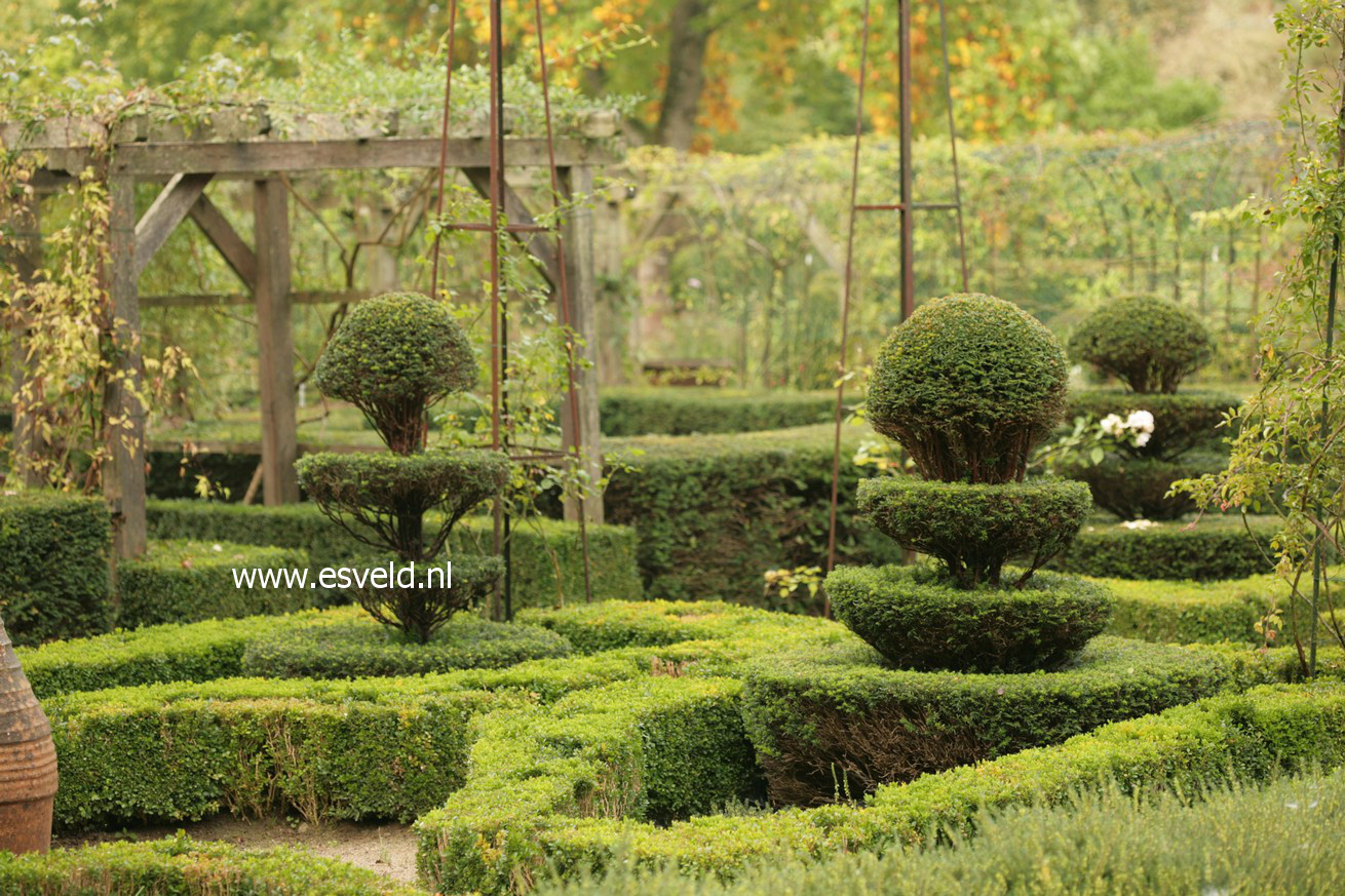 Taxus baccata