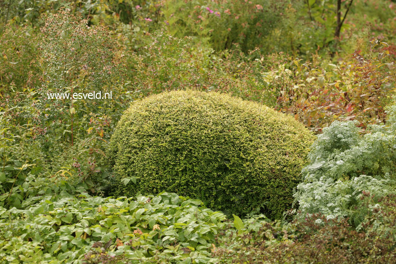 Lonicera nitida 'Baggesen's Gold'