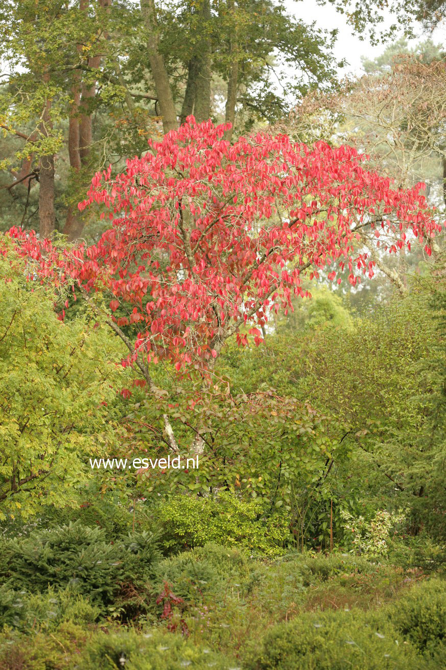 Prunus sargentii