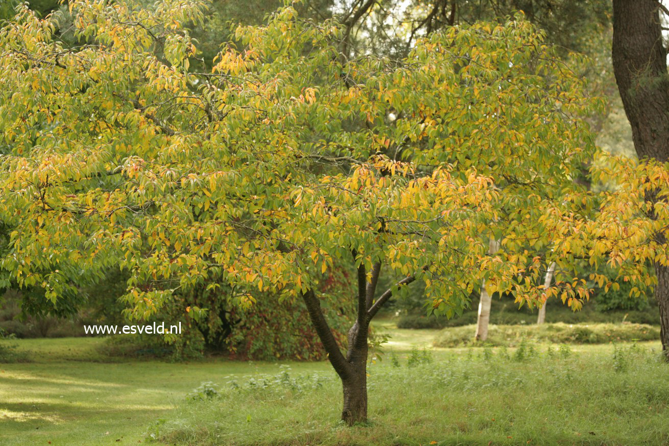 Prunus yedoensis