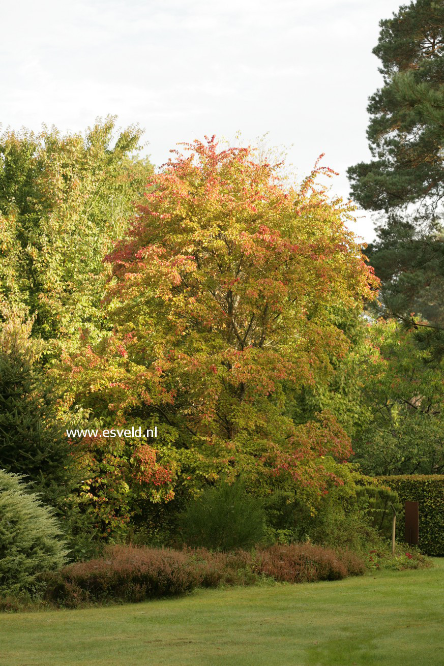 Acer buergerianum