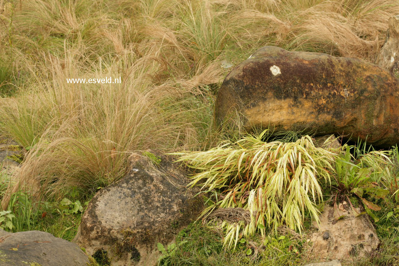 Hakonechloa macra 'Aureola'