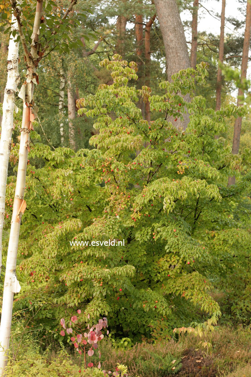 Cornus kousa