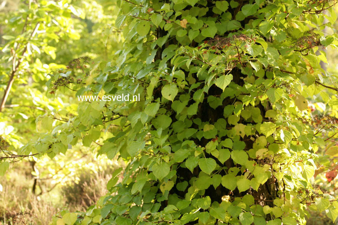 Hydrangea anomala petiolaris