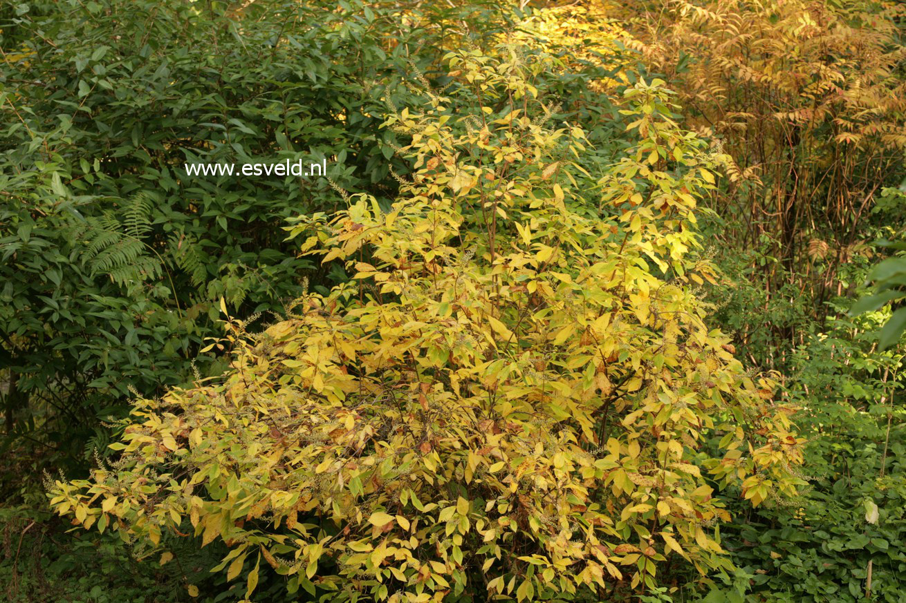 Clethra alnifolia