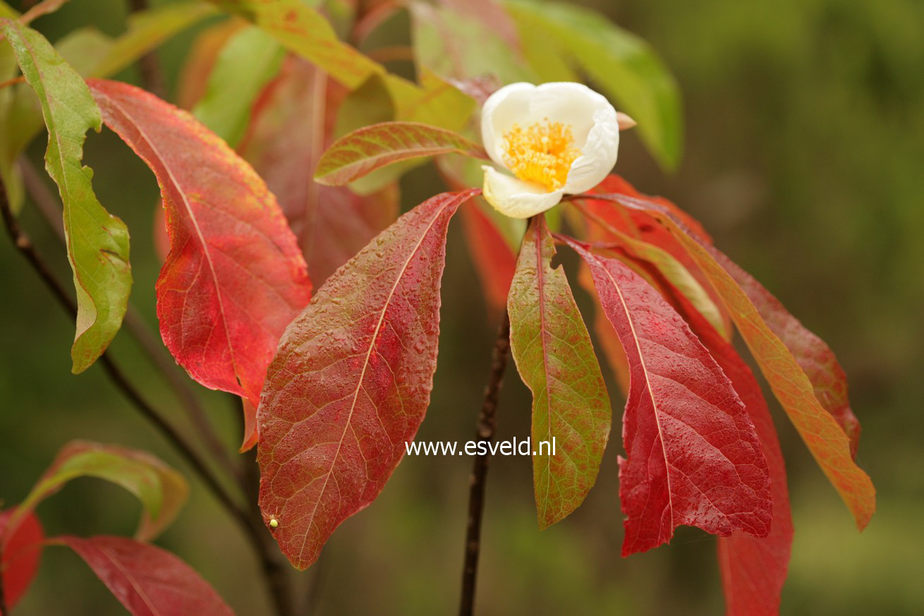 Franklinia alatamaha