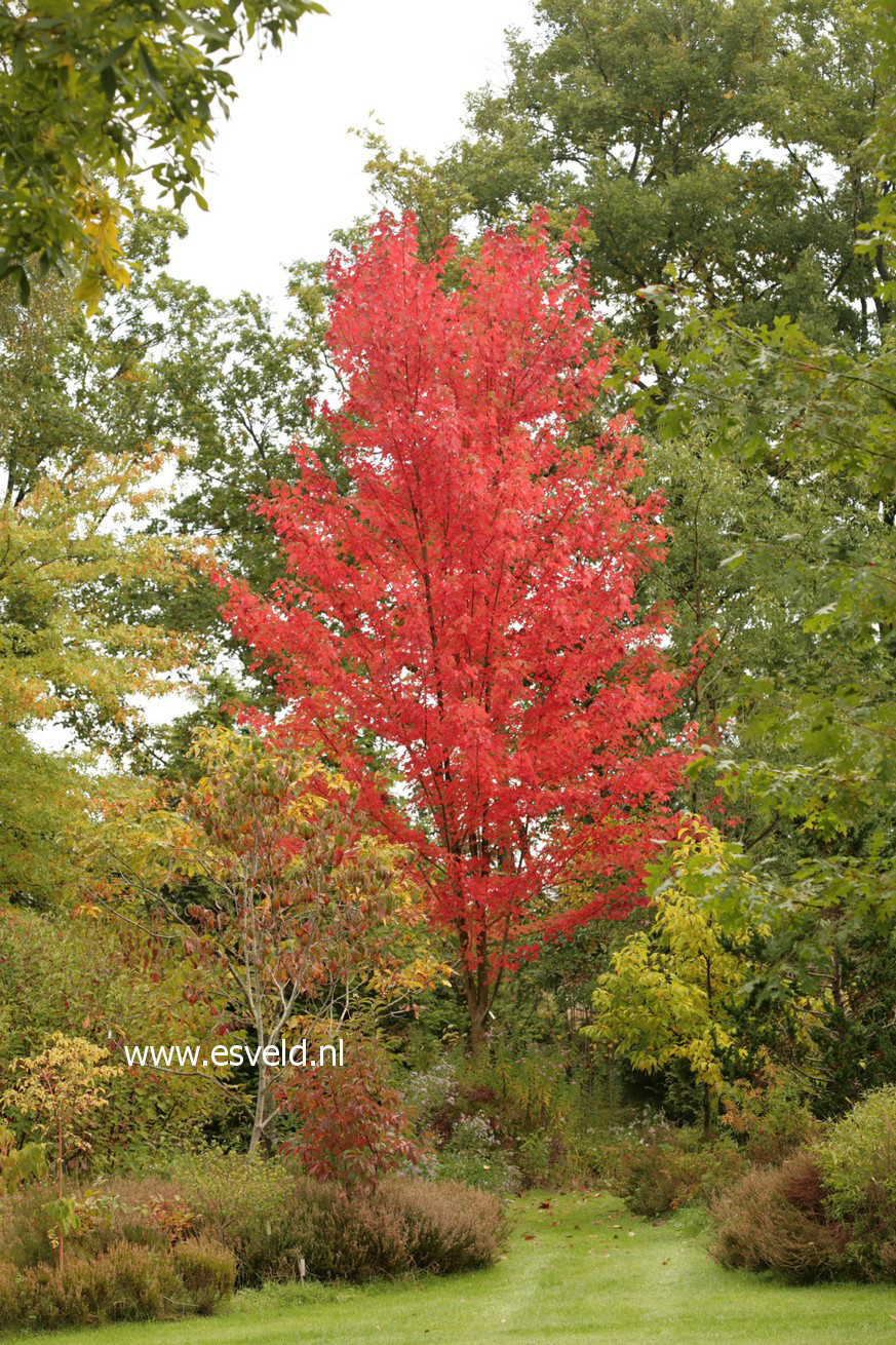 Acer freemanii 'Jeffersred' (AUTUMN BLAZE)