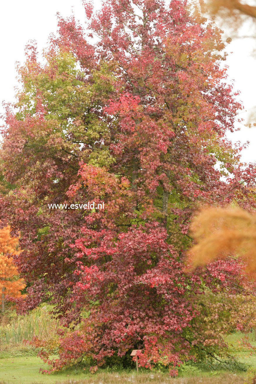 Liquidambar styraciflua