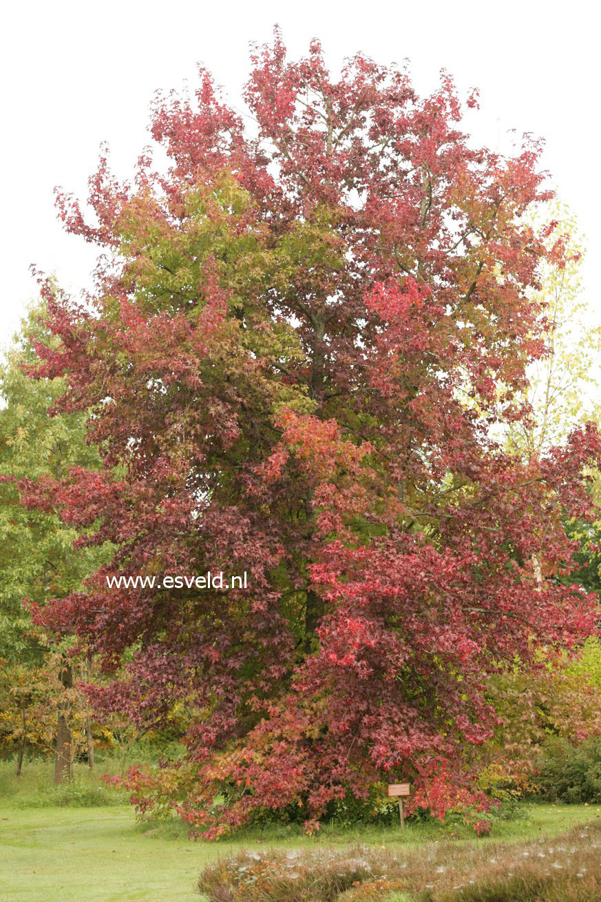 Liquidambar styraciflua