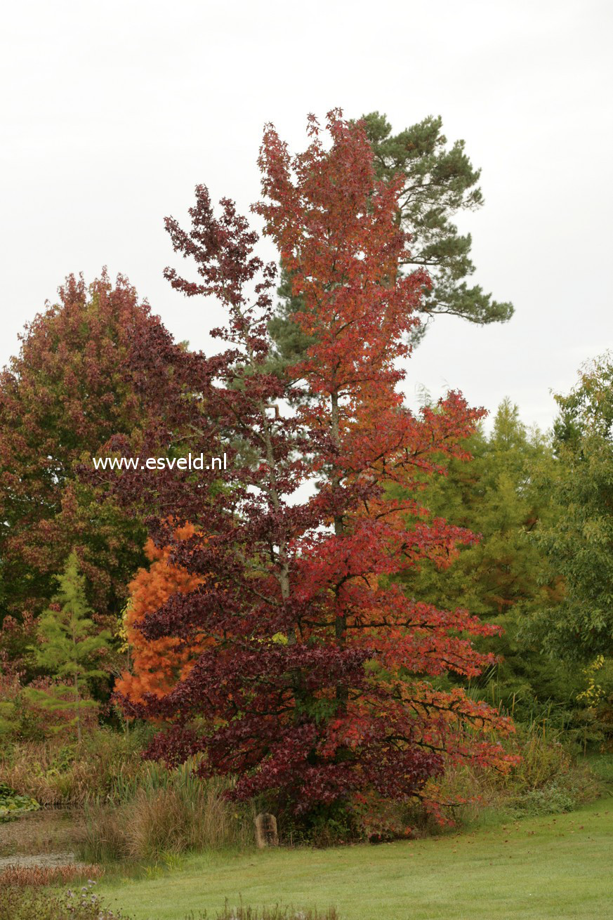 Liquidambar styraciflua