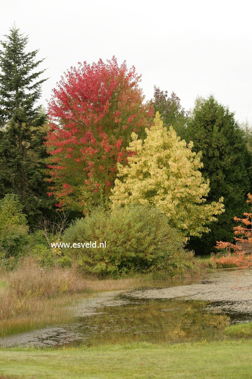 Acer rubrum