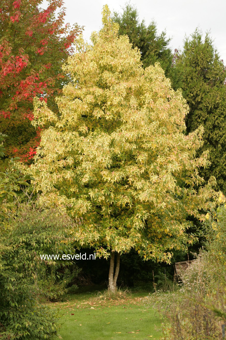 Liquidambar styraciflua 'Aurea'